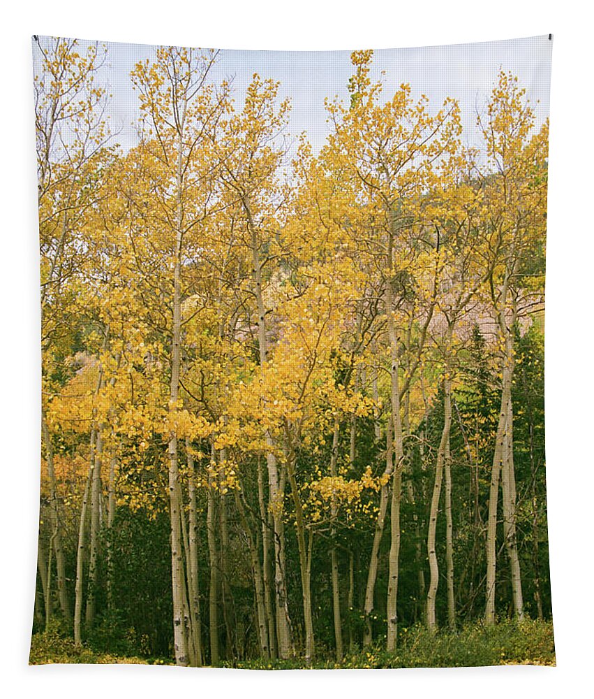 Colorado Tapestry featuring the photograph Layers of Yellow by Ana V Ramirez