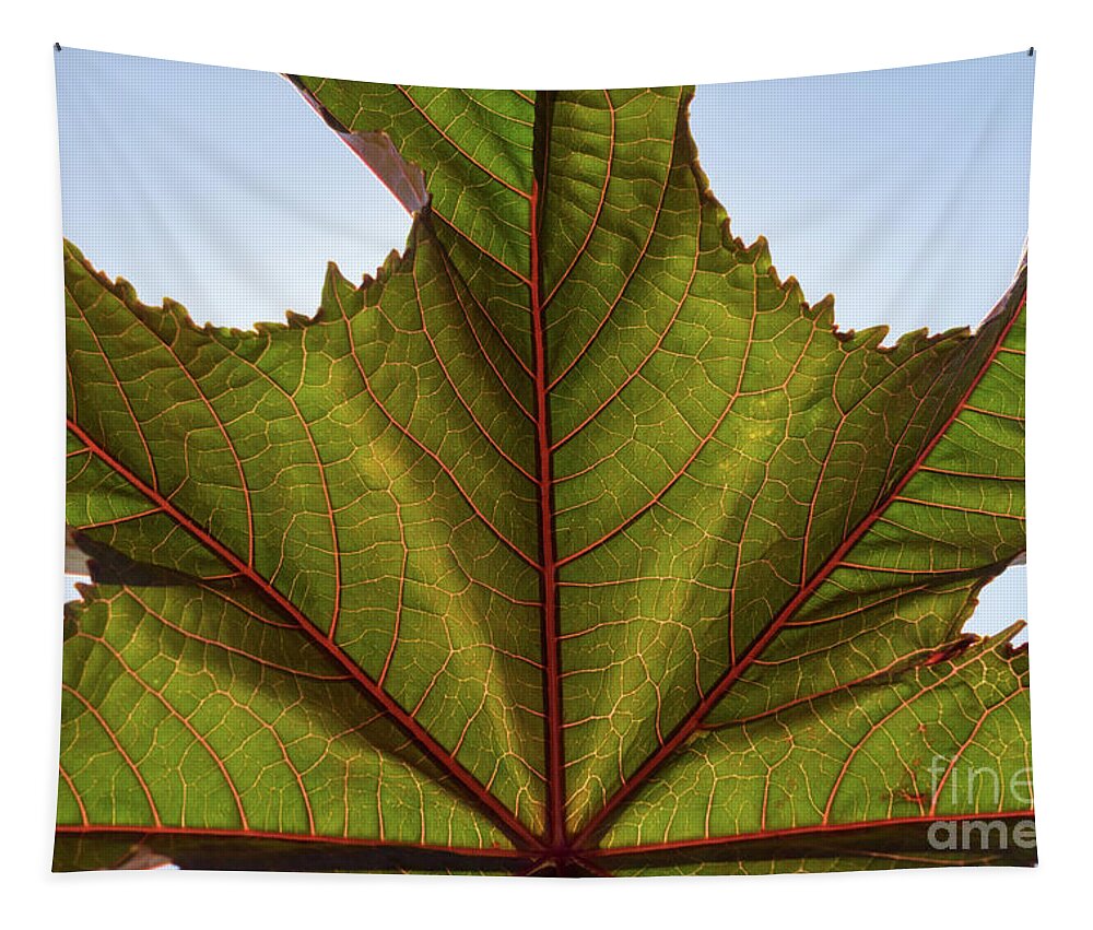 Leaf Tapestry featuring the photograph Green leaf and its pink veins by Adriana Mueller