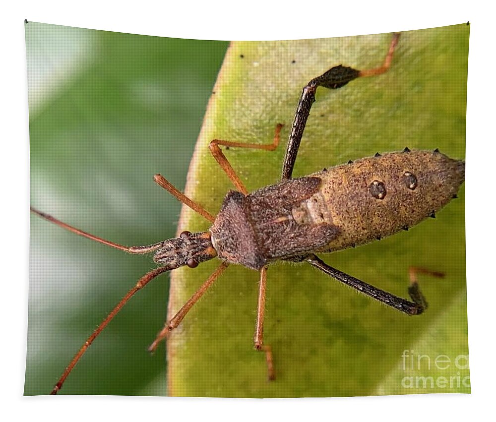 Insect Tapestry featuring the photograph Leaf Footed Bug on Magnolia by Catherine Wilson