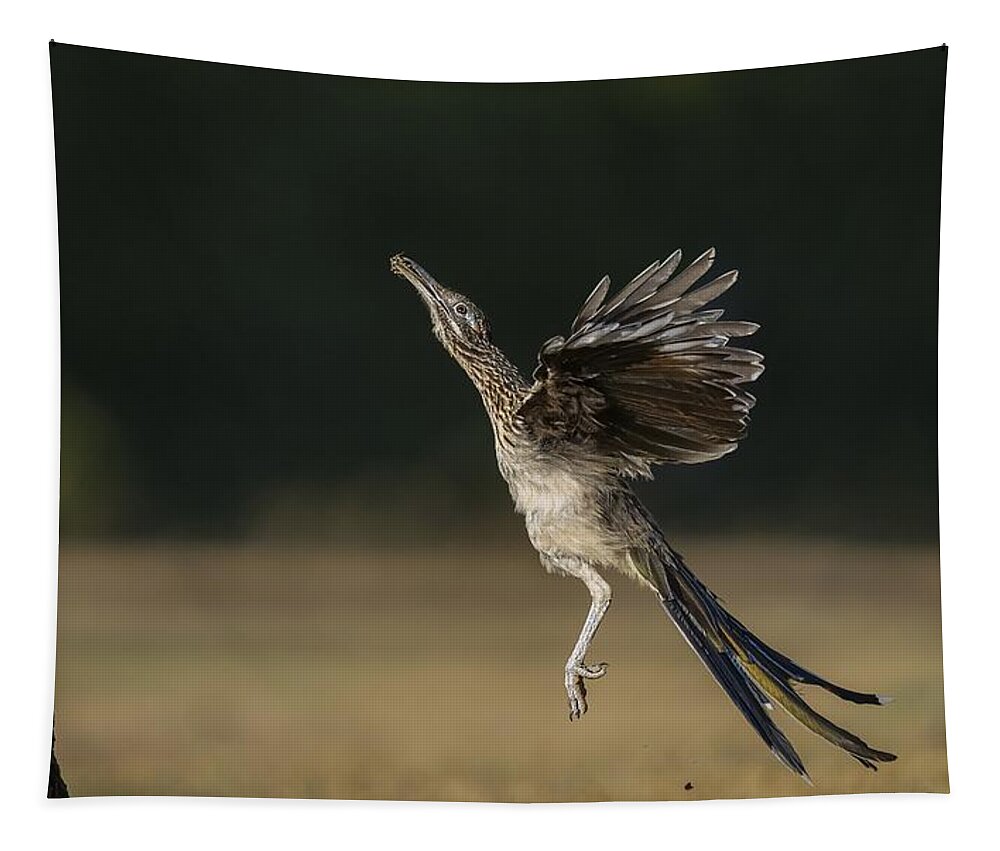 Greater Roadrunner Tapestry featuring the photograph Leaping to feed by Puttaswamy Ravishankar