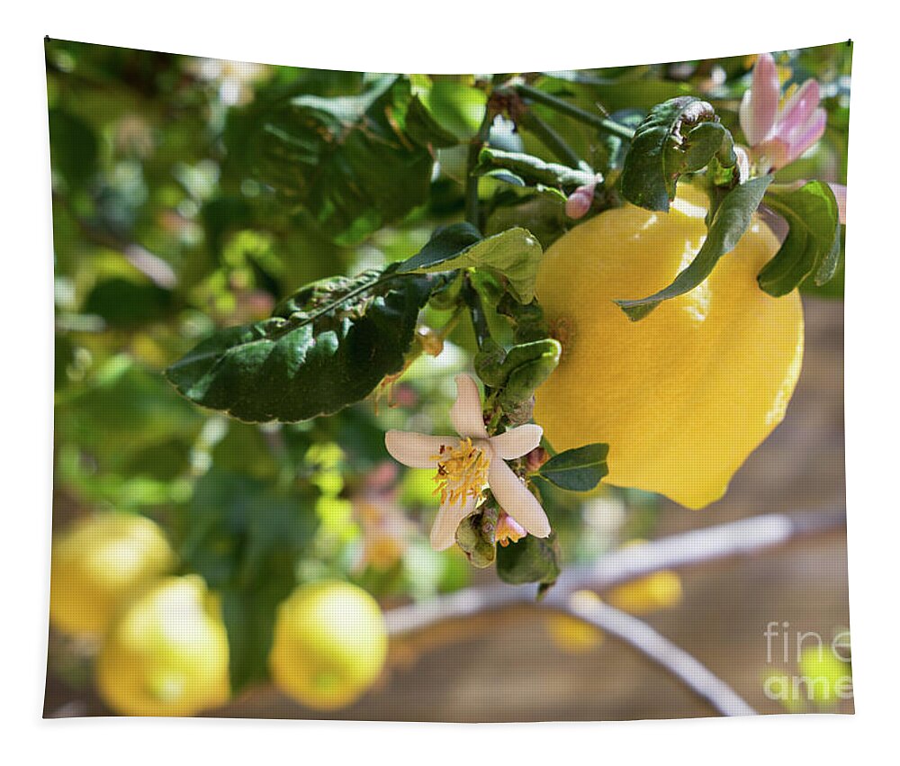 Lemon Tree Tapestry featuring the photograph Lemon blossoms and lovely lemon in the Mediterranean garden by Adriana Mueller