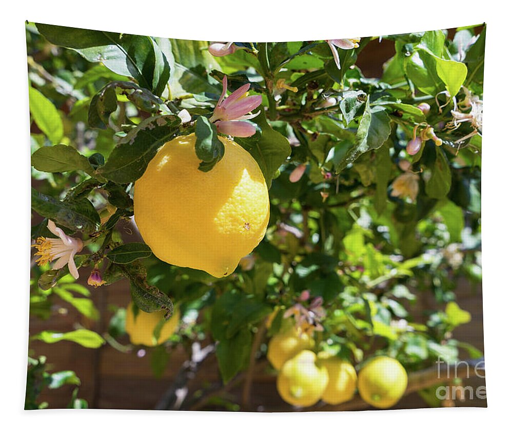 Lemon Tree Tapestry featuring the photograph Blooming lemon tree in the Mediterranean garden by Adriana Mueller