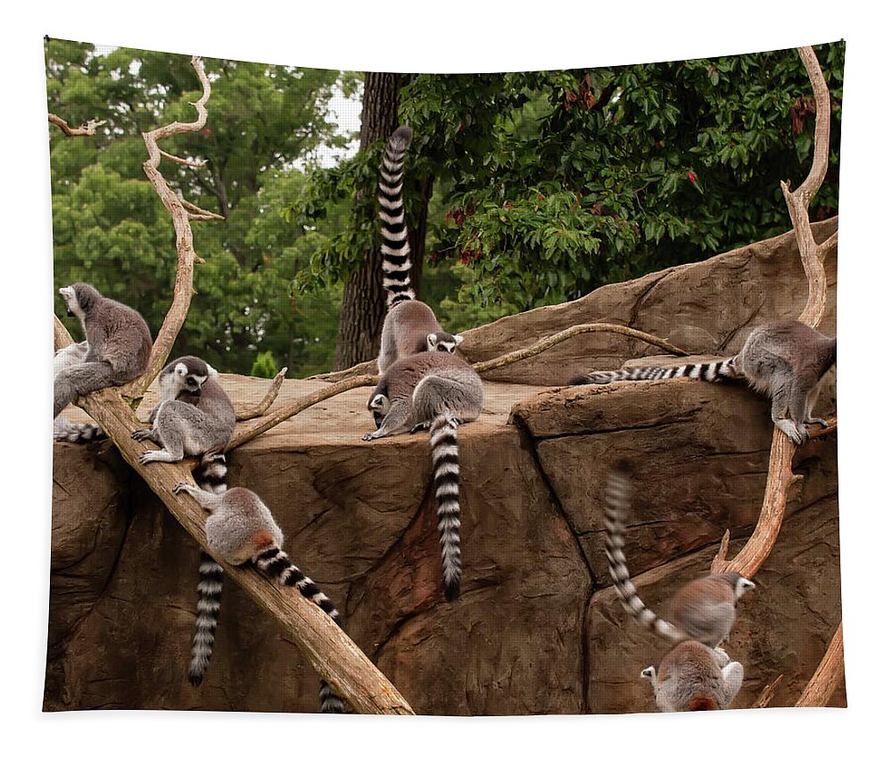 Lemurs Tapestry featuring the photograph Lemurs Frolicking 001 by Flees Photos