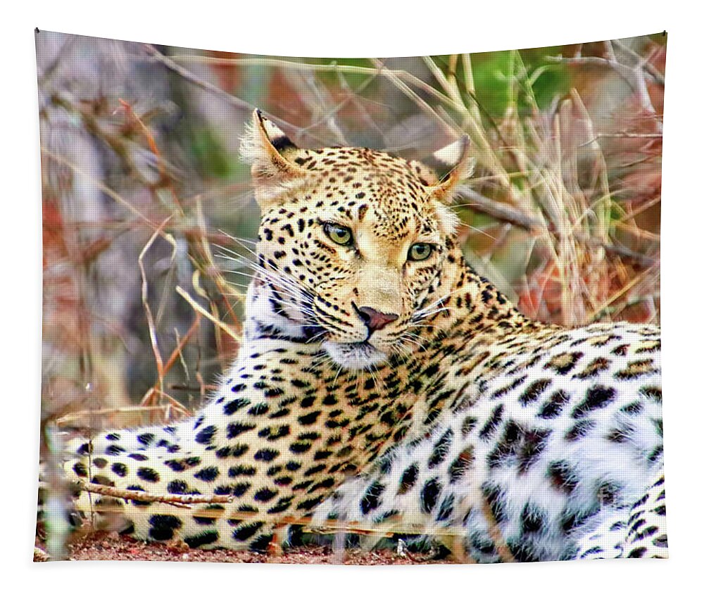 Africa Tapestry featuring the photograph Leopard 1 by Tom Watkins PVminer pixs