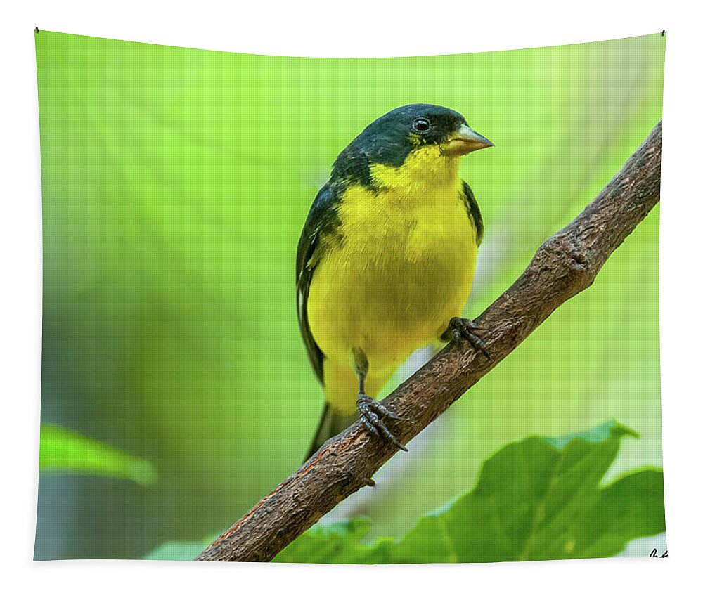 Adult Tapestry featuring the photograph Lesser Goldfinch Perched on a Branch by Jeff Goulden