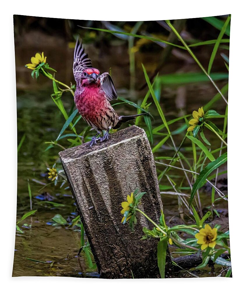Finch Tapestry featuring the photograph Lets Dance by Brian Shoemaker