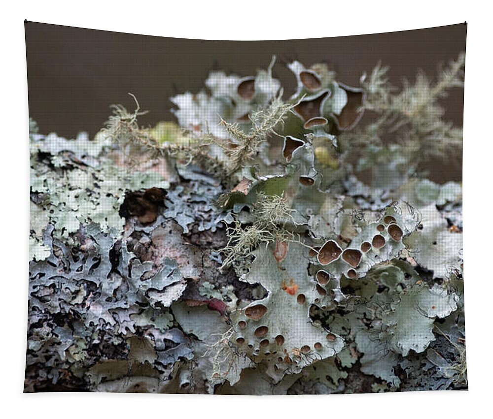 Lichen Tapestry featuring the photograph Lichen Sampler by Linda Bonaccorsi