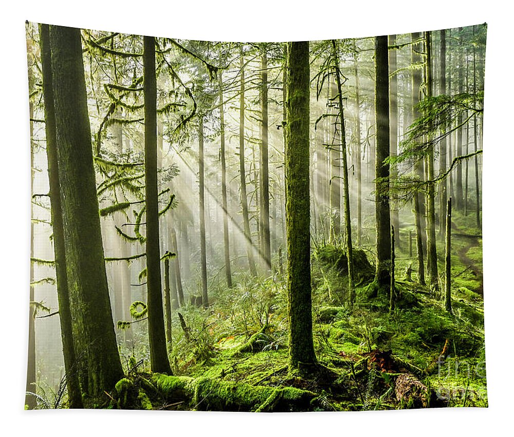 Golden Ears Provincial Park Tapestry featuring the photograph Light in the Forest by Michael Wheatley