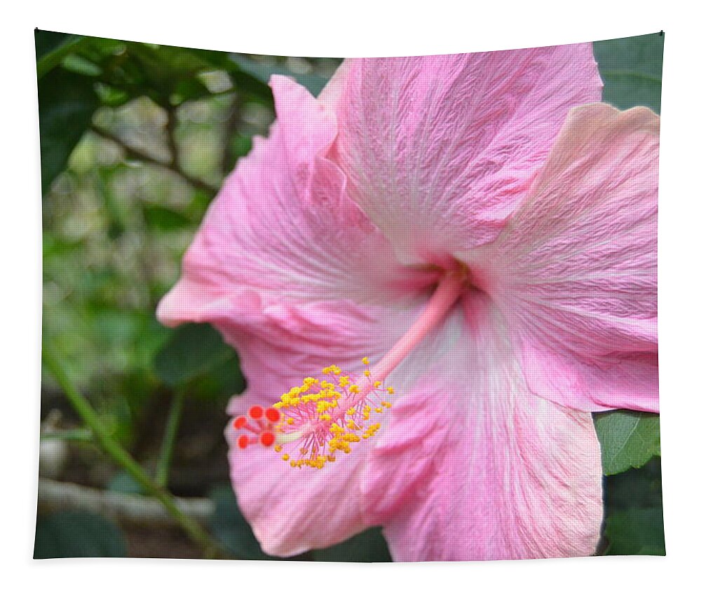 Flower Tapestry featuring the photograph Light Pink Hibiscus 1 by Amy Fose