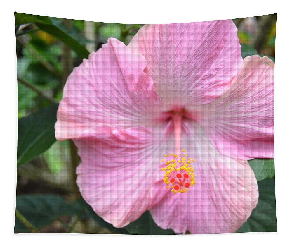 Flower Tapestry featuring the photograph Light Pink Hibiscus 2 by Amy Fose