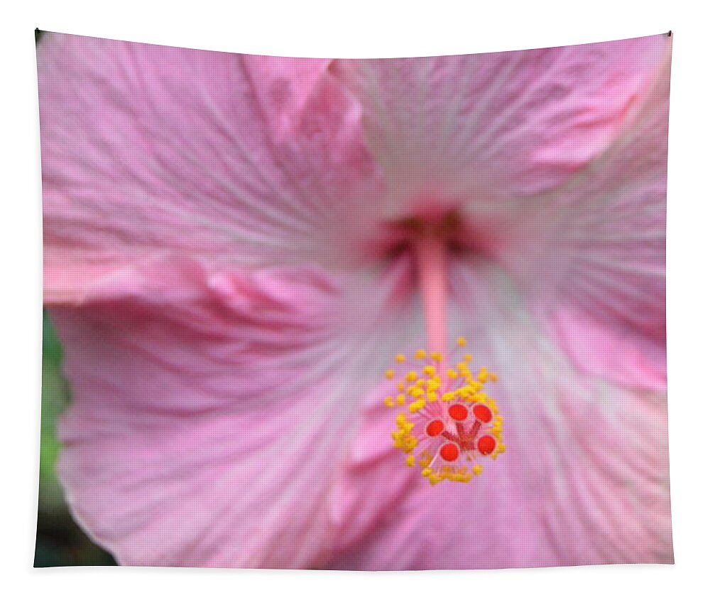 Flower Tapestry featuring the photograph Light Pink Hibiscus 3 by Amy Fose