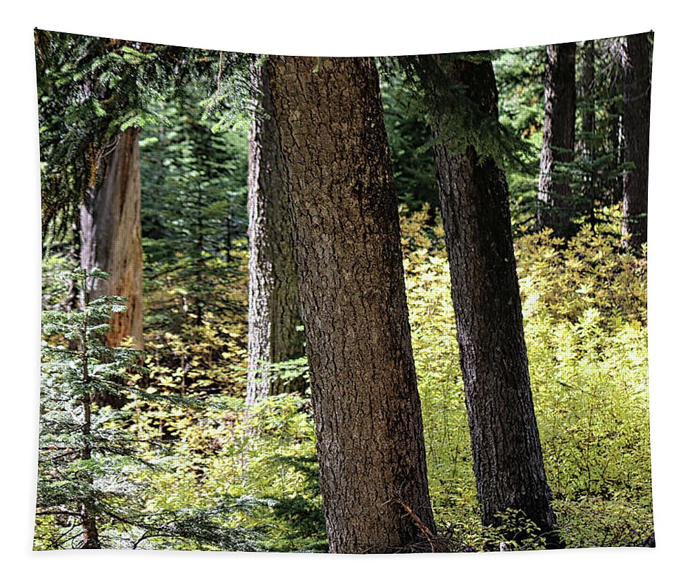Cascades Tapestry featuring the photograph Light shadow Cascades by Cathy Anderson