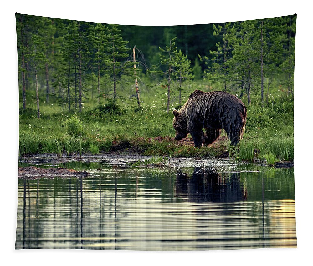 Boreal Wildlife Center Tapestry featuring the photograph Like a wet bear. Brown bear. by Jouko Lehto