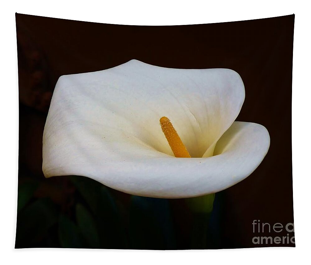 Callas Tapestry featuring the photograph Lily White by Rosanne Licciardi
