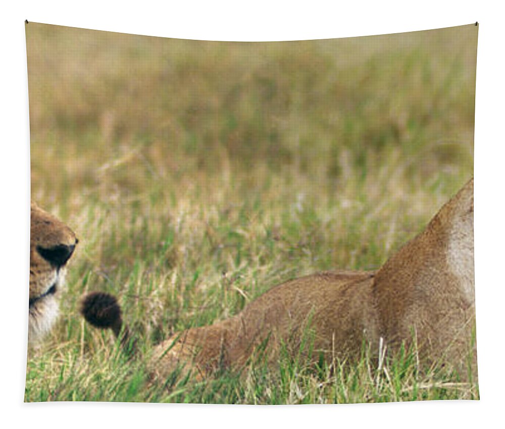 Africa Tapestry featuring the photograph Lion and Lioness on African Safari by Bonnie Colgan