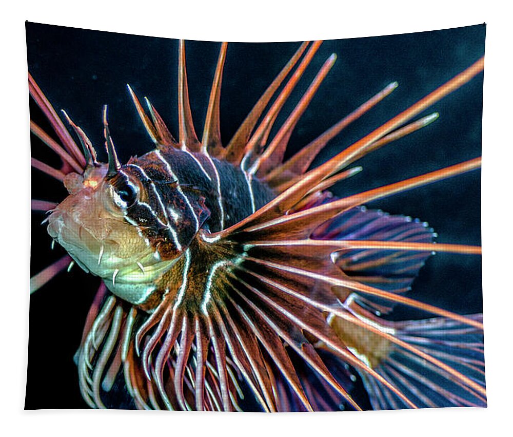 Lionfish Tapestry featuring the photograph Clearfin Lionfish by WAZgriffin Digital