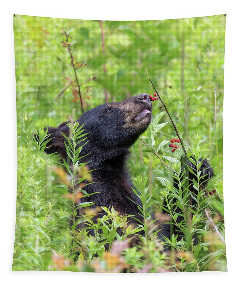 Black Bear Tapestry featuring the photograph Little Berry Eater - Black Bear Yearling by Susan Rissi Tregoning