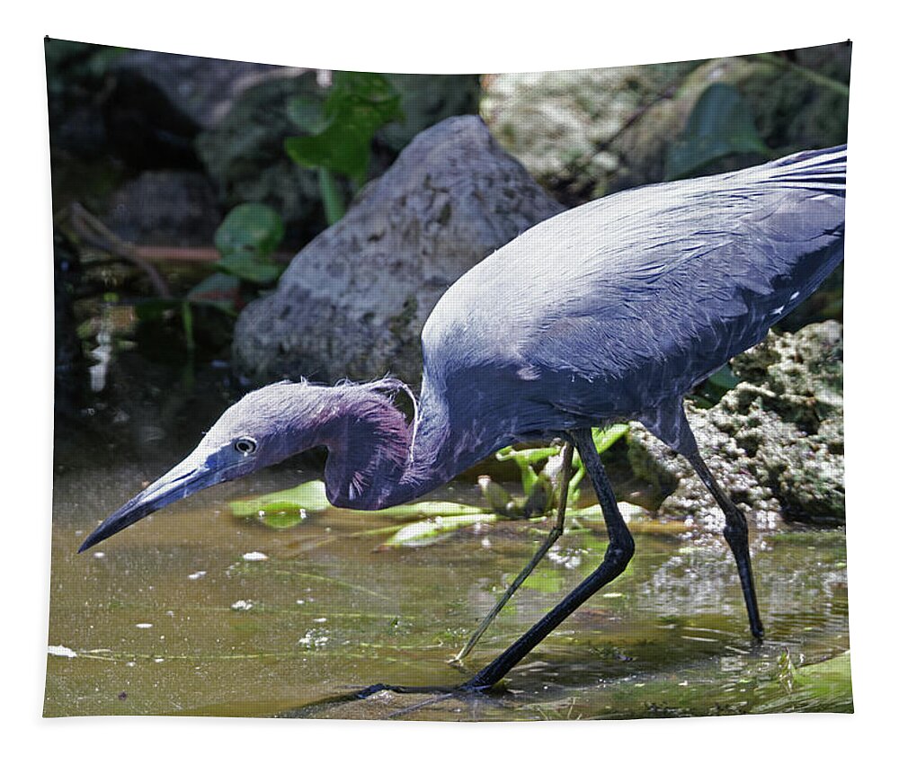 Little Blue Heron Fishing Tapestry by Natural Focal Point