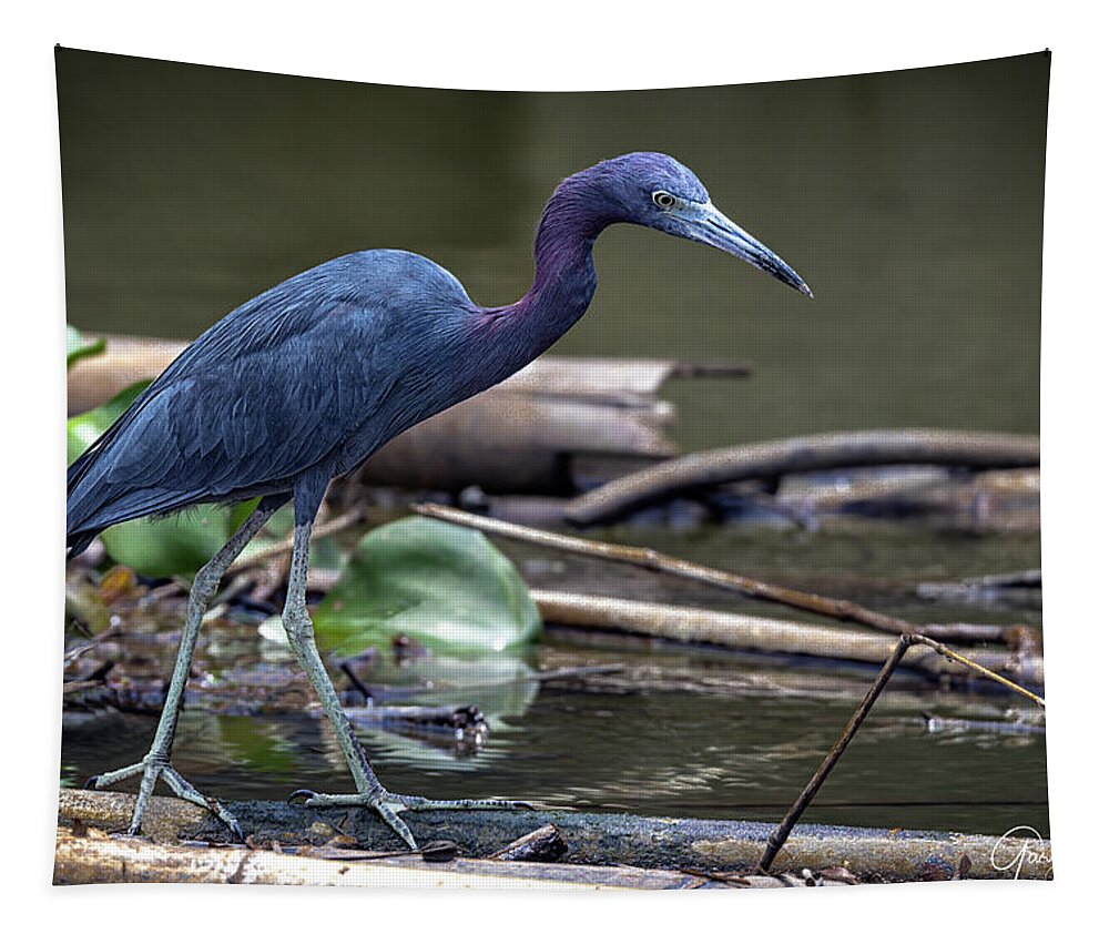 Gary Johnson Tapestry featuring the photograph Little Blue Heron by Gary Johnson