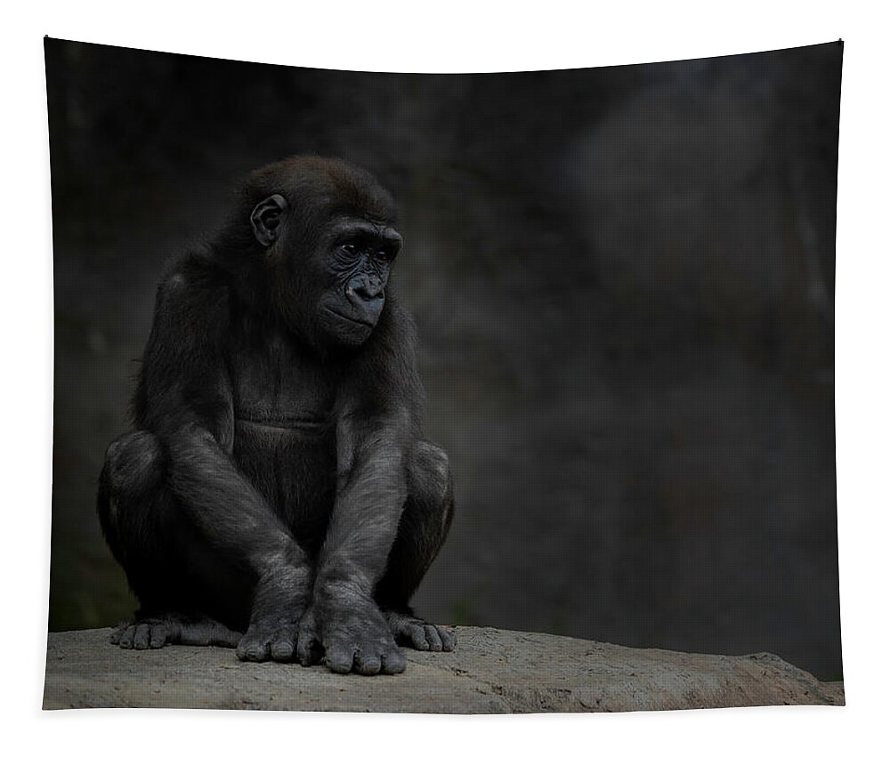 Larry Marshall Photography Tapestry featuring the photograph Little Chimp 4 by Larry Marshall