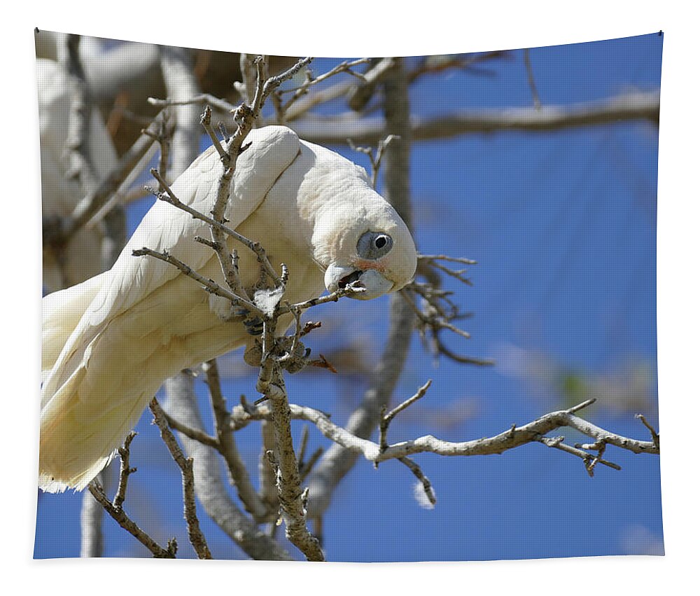 Animals Tapestry featuring the photograph Little Corella perched on a branch by Maryse Jansen
