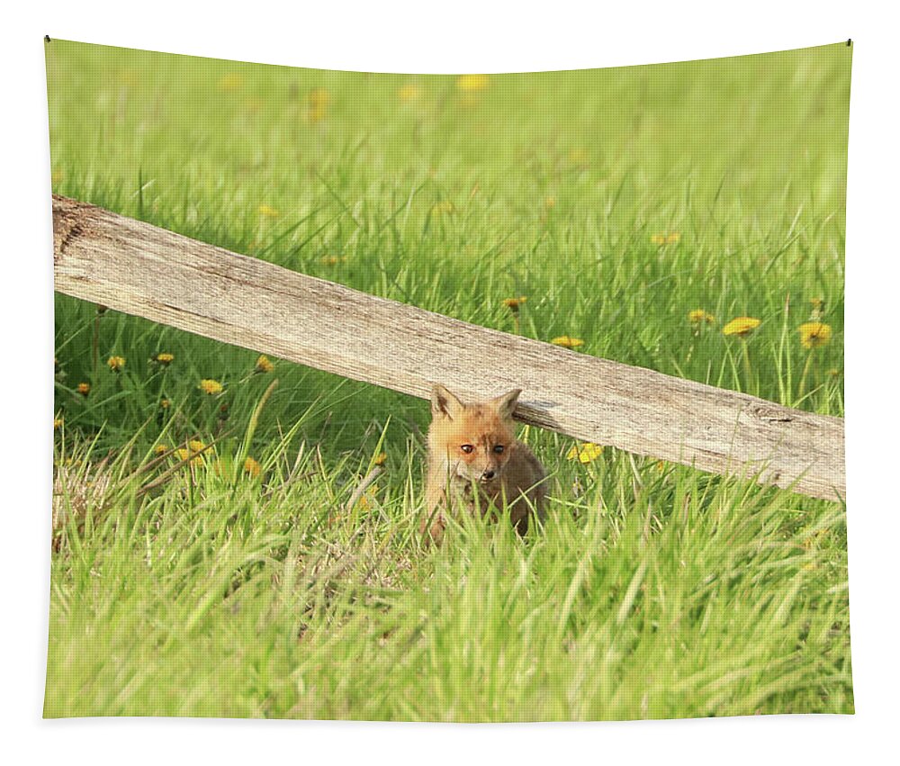 Carrie Ann Grippo-pike Tapestry featuring the photograph Little Fox in the Grass by Carrie Ann Grippo-Pike