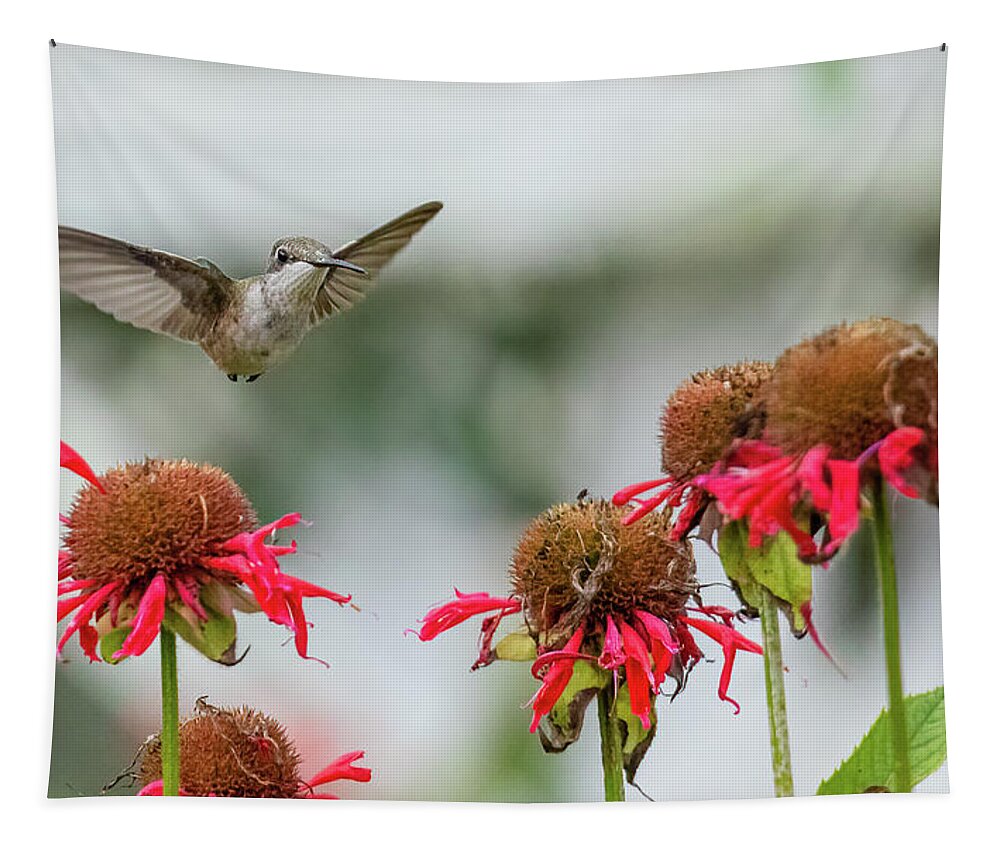 Monarda Didyma Tapestry featuring the photograph Little Hummingbird and Bee Balm Flowers by Rachel Morrison