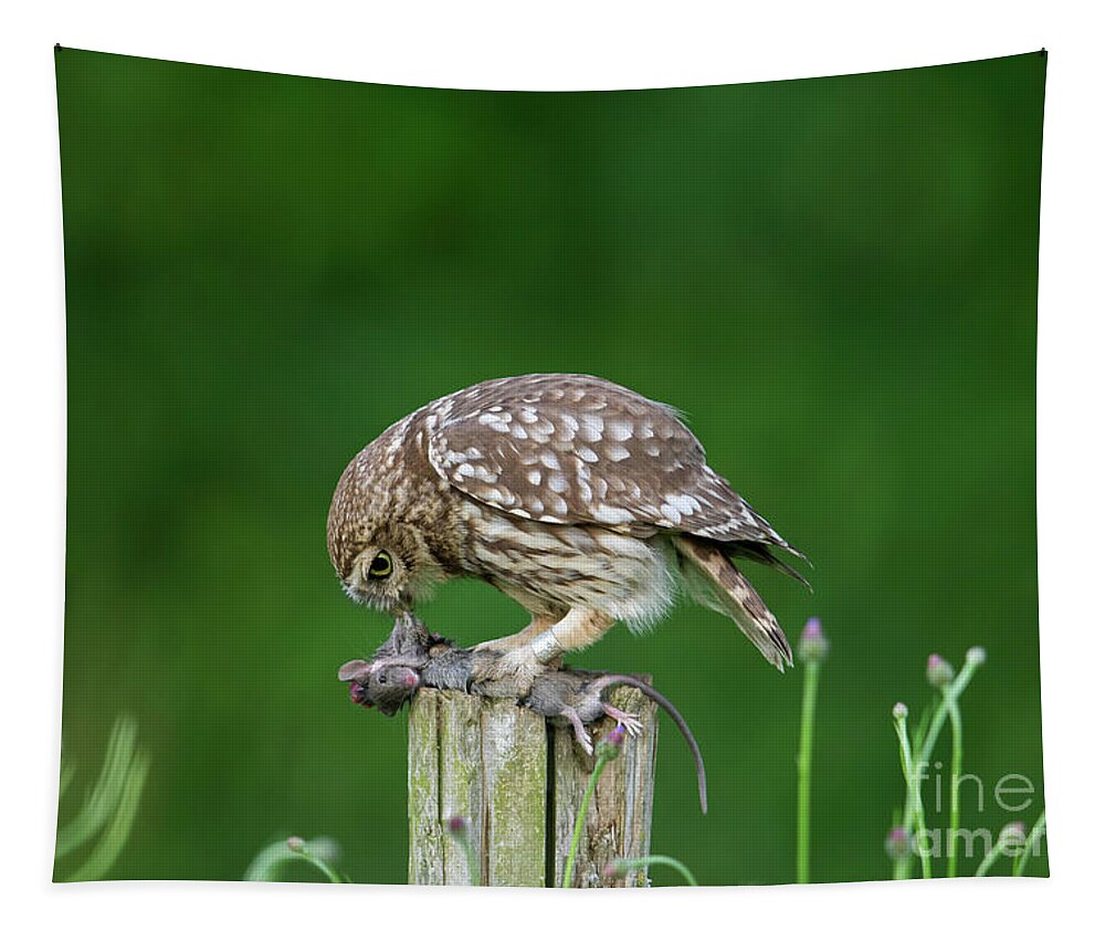 Little Owl Tapestry featuring the photograph Little Owl Eating Mouse by Arterra Picture Library