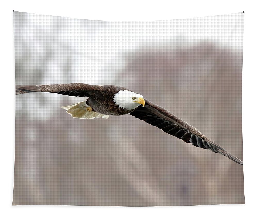 Bird Tapestry featuring the photograph Locked In by Lens Art Photography By Larry Trager