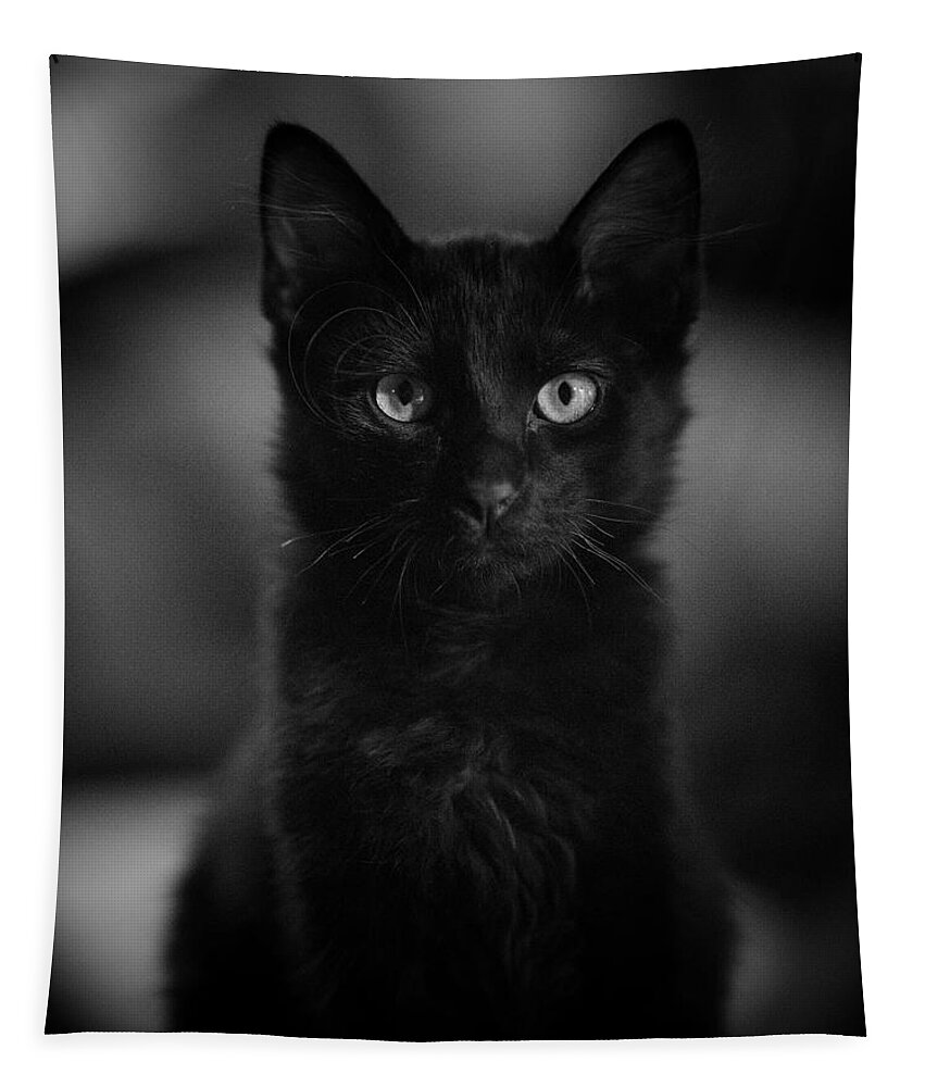Cat Tapestry featuring the photograph Loki by DArcy Evans