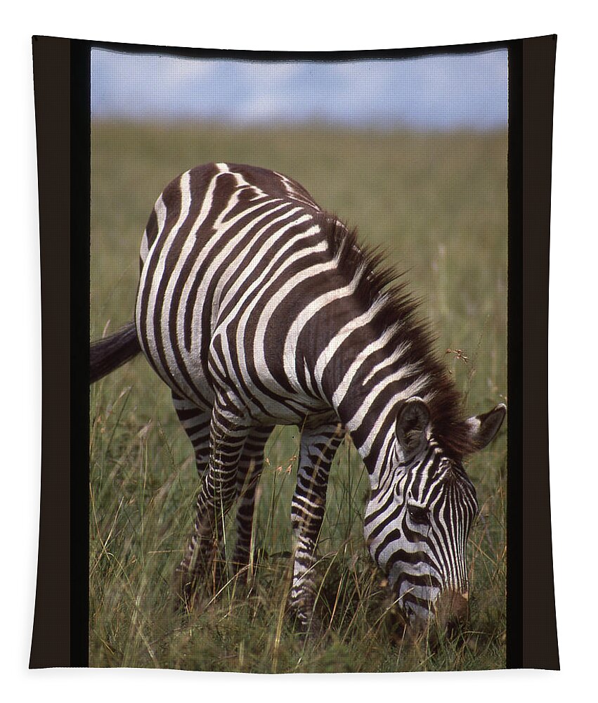 Africa Tapestry featuring the photograph Lone Zebra Eating grass by Russel Considine