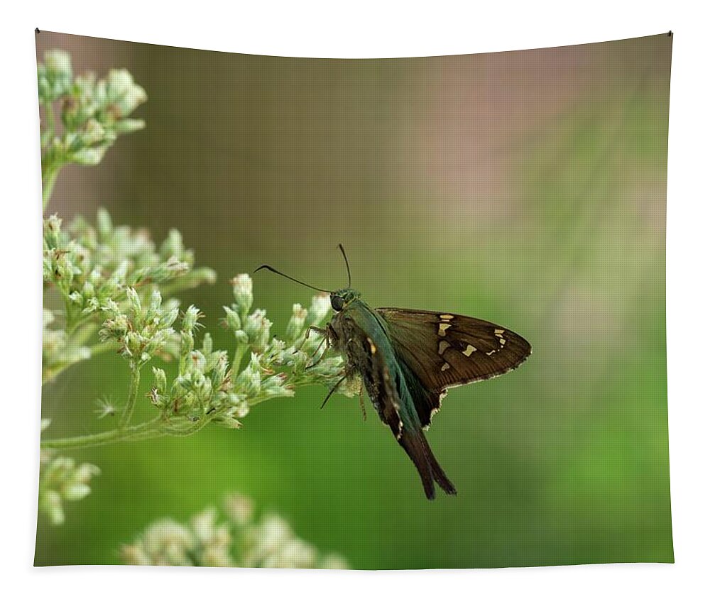 Long-tailed Tapestry featuring the photograph Long-tailed Skipper by Liza Eckardt