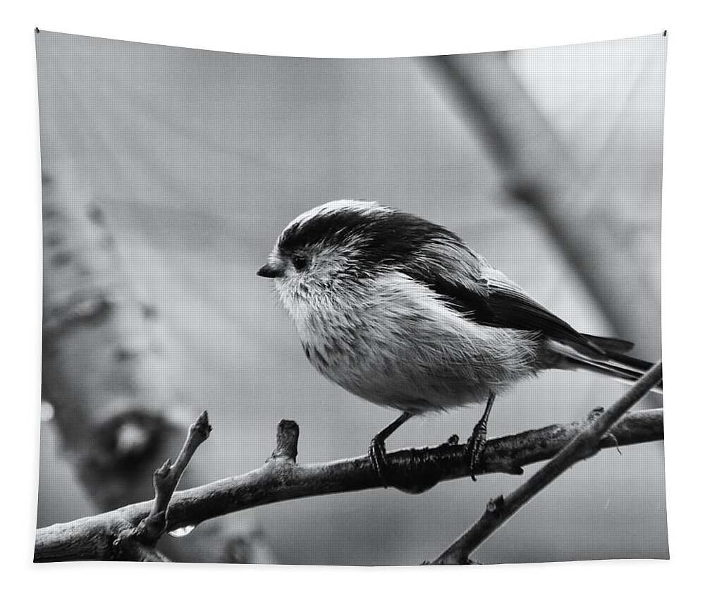Long Tailed Tit Tapestry featuring the photograph Long Tailed Tit Monochrome by Jeff Townsend