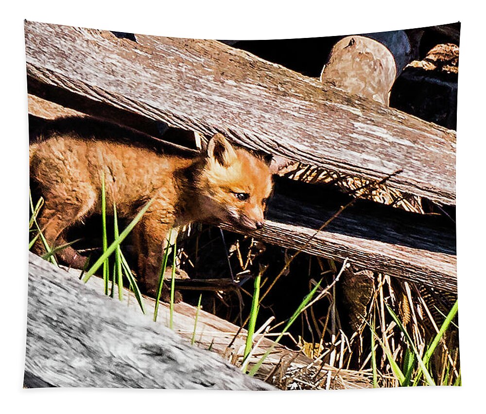 Fox Tapestry featuring the photograph Looking For Food by Joe Granita
