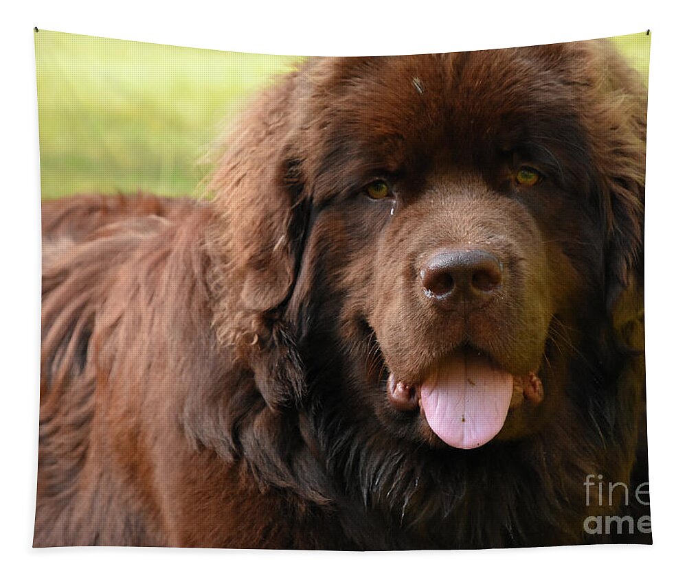 Newfoundland Tapestry featuring the photograph Looking into the Face of a Large Brown Newfoundland Dog by DejaVu Designs