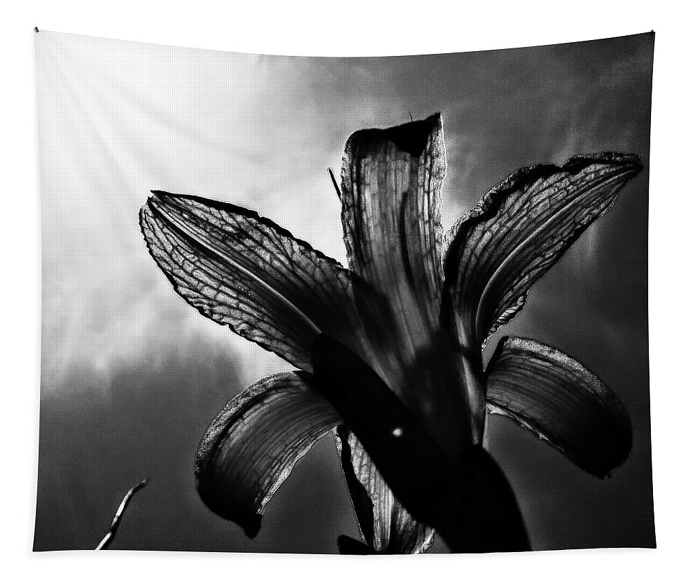 Daylily Silhouette Tapestry featuring the digital art Looking Up by Pamela Smale Williams