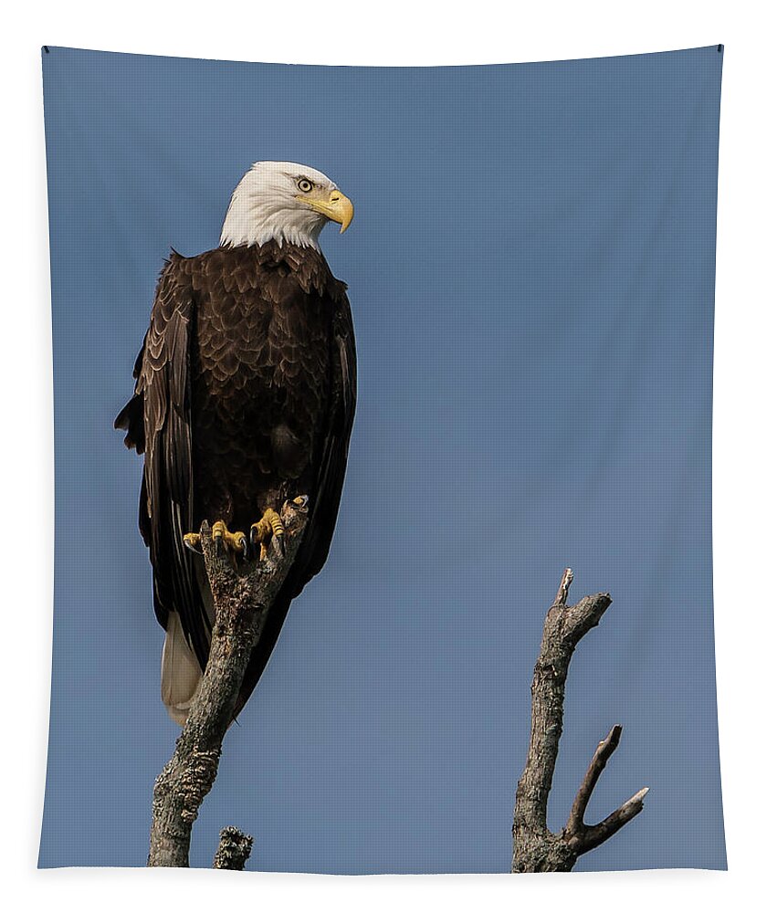 Bald Eagle Tapestry featuring the photograph Lookout by Linda Shannon Morgan