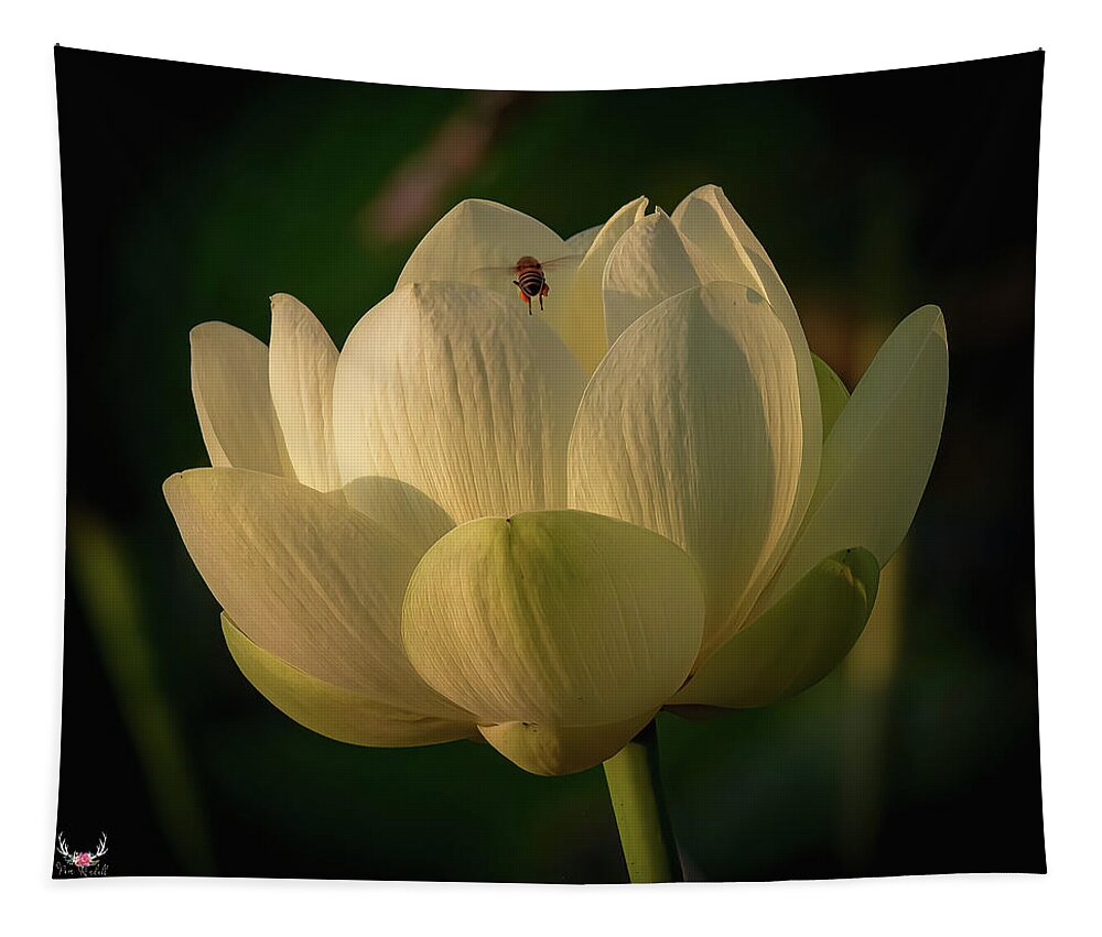 Lotus Tapestry featuring the photograph Lotus and Bee Friend by Pam Rendall
