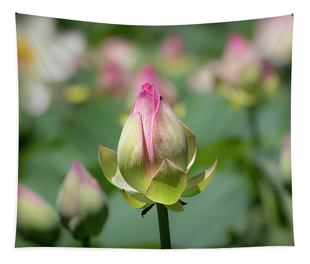 Flower Tapestry featuring the photograph Lotus Buds by Gary Geddes