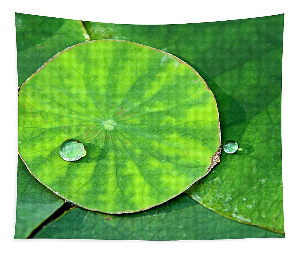 Lotus Tapestry featuring the photograph Lotus Pad Beauty by Jill Love