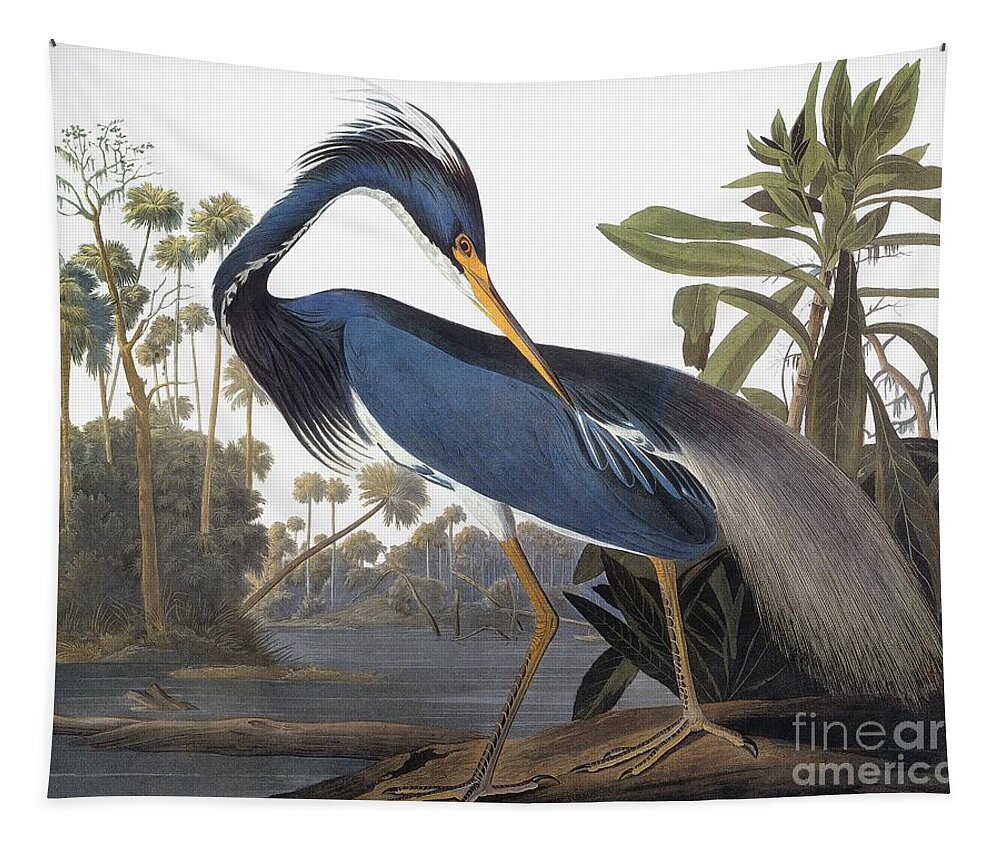 1827 Tapestry featuring the drawing Louisiana Heron - Hydranassa Tricolor, 1827 by John James Audubon