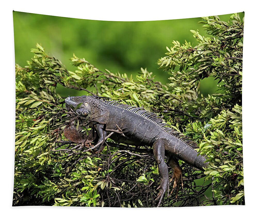 Florida Tapestry featuring the photograph Lounging Lizard by Jennifer Robin