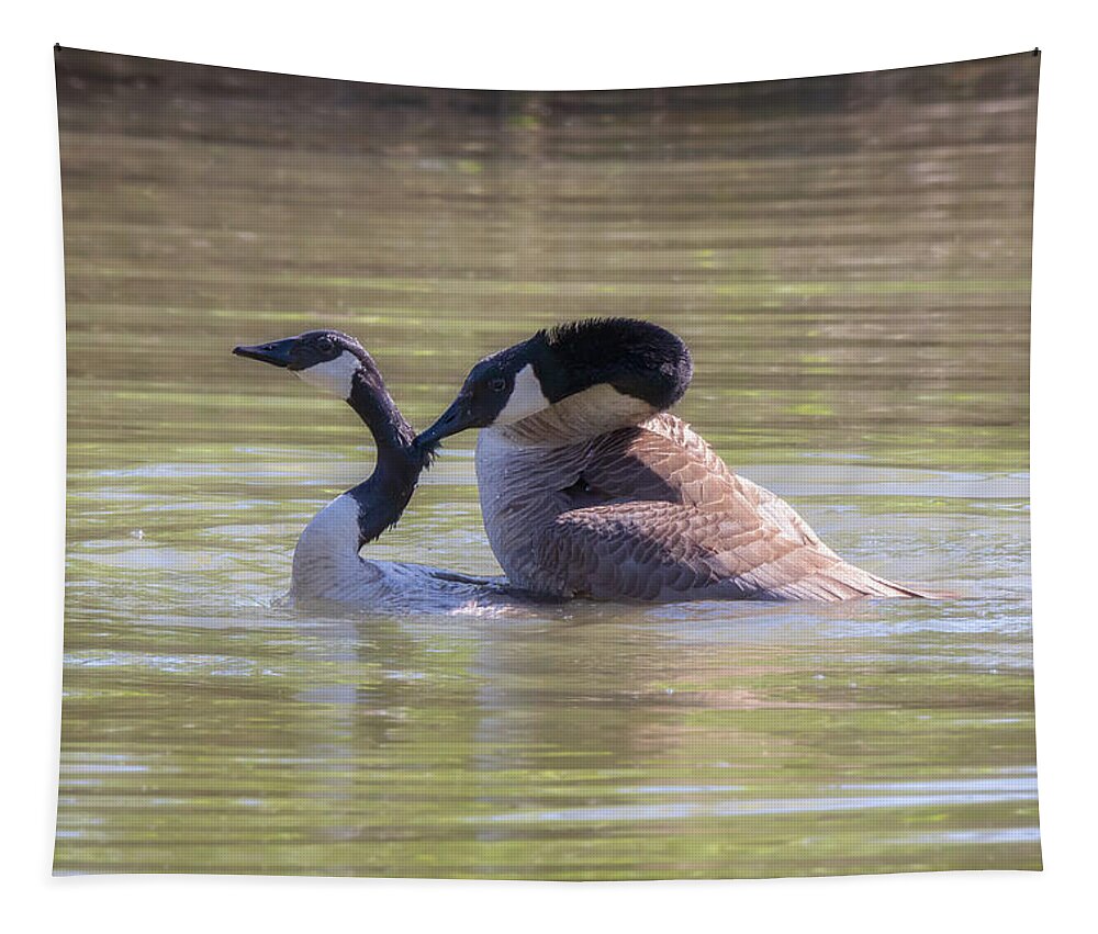 Canada Geese Tapestry featuring the photograph Love Bites - Canada Geese Mating Behavior by Susan Rissi Tregoning