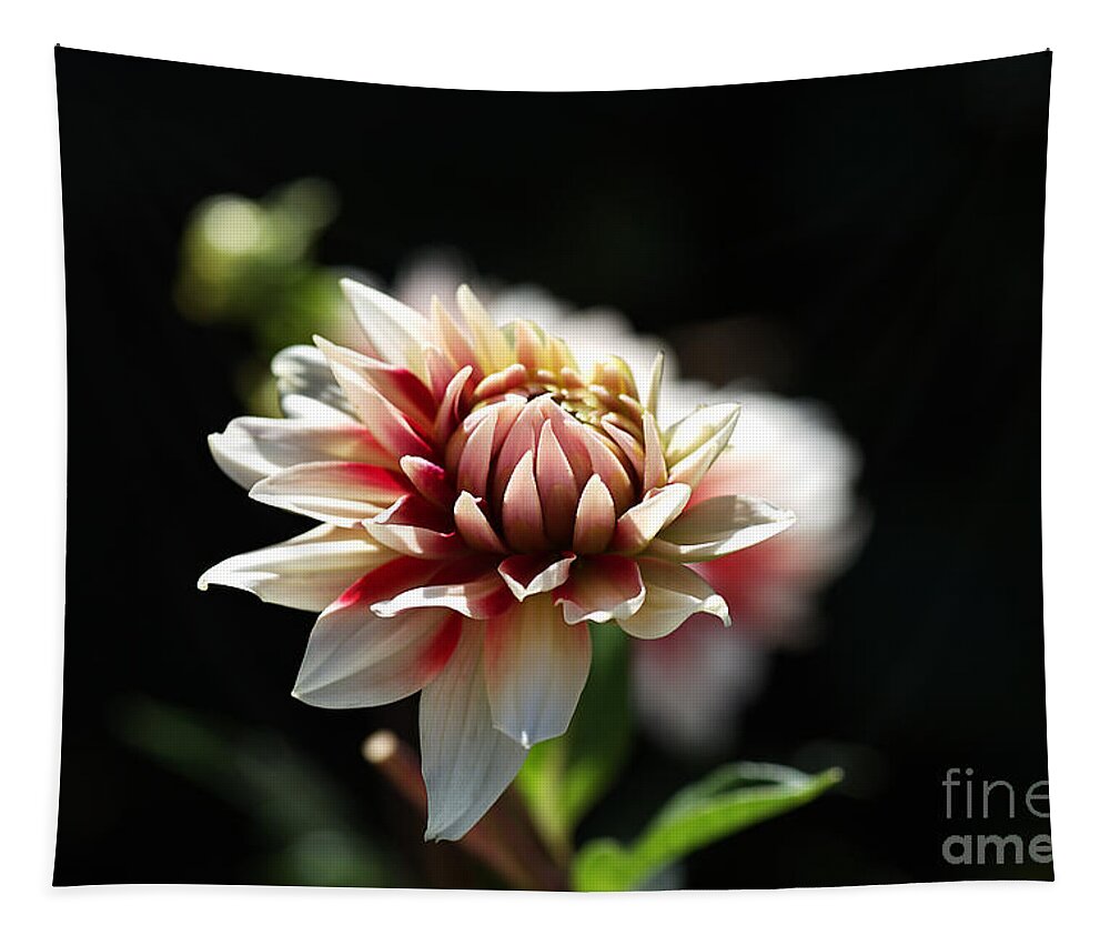 Fire And Ice Tapestry featuring the photograph Love For Dahlia by Joy Watson