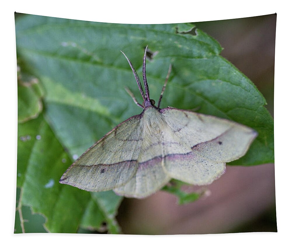 Moth Tapestry featuring the photograph Lovely Cream and Lavender Purple Moth by Kathy Clark