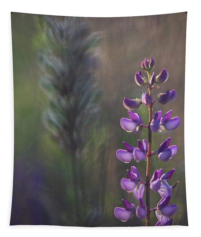 Dof Tapestry featuring the photograph Lupin In The Setting Sun by Dirk Ercken