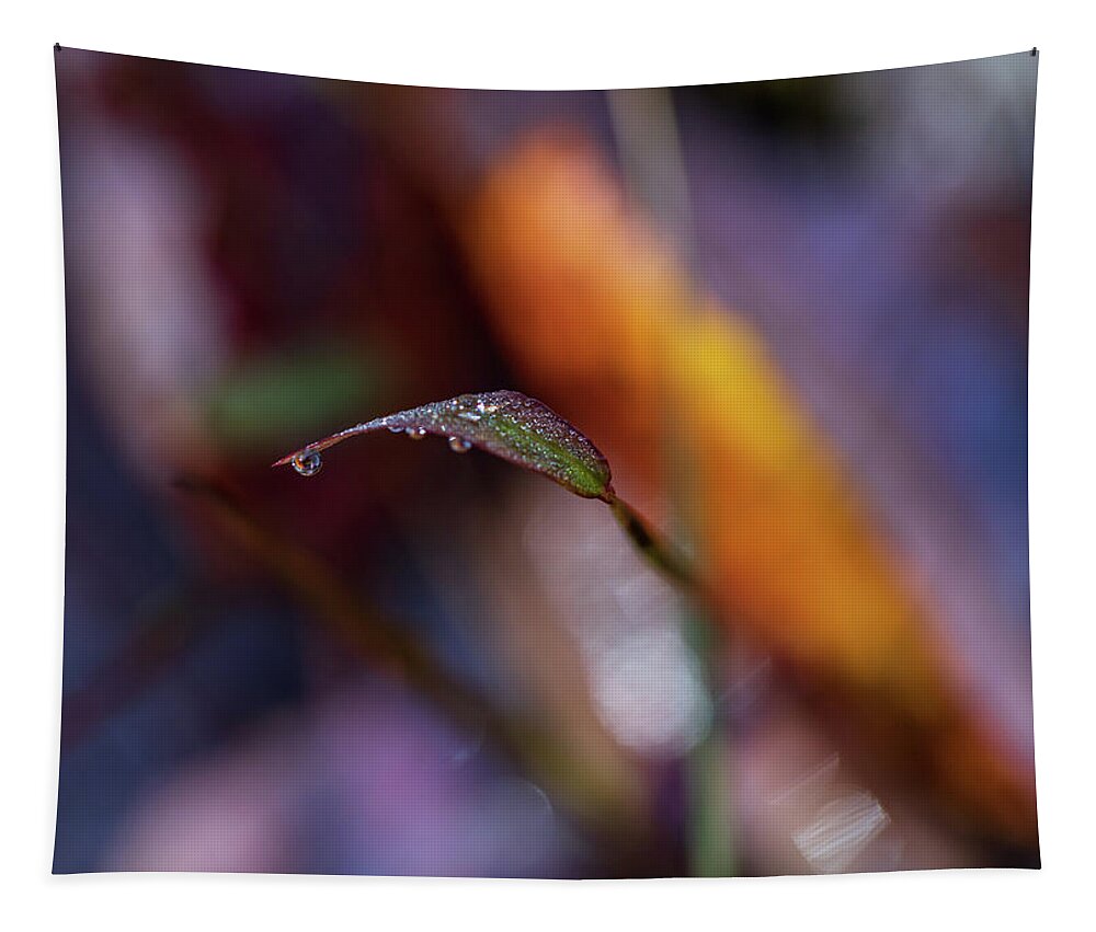 Fall Tapestry featuring the photograph Macro Photography - Fall Foliage by Amelia Pearn