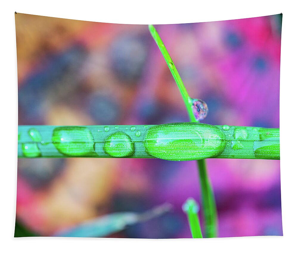 Grass Tapestry featuring the photograph Macro Photography - Water Drops on Grass by Amelia Pearn