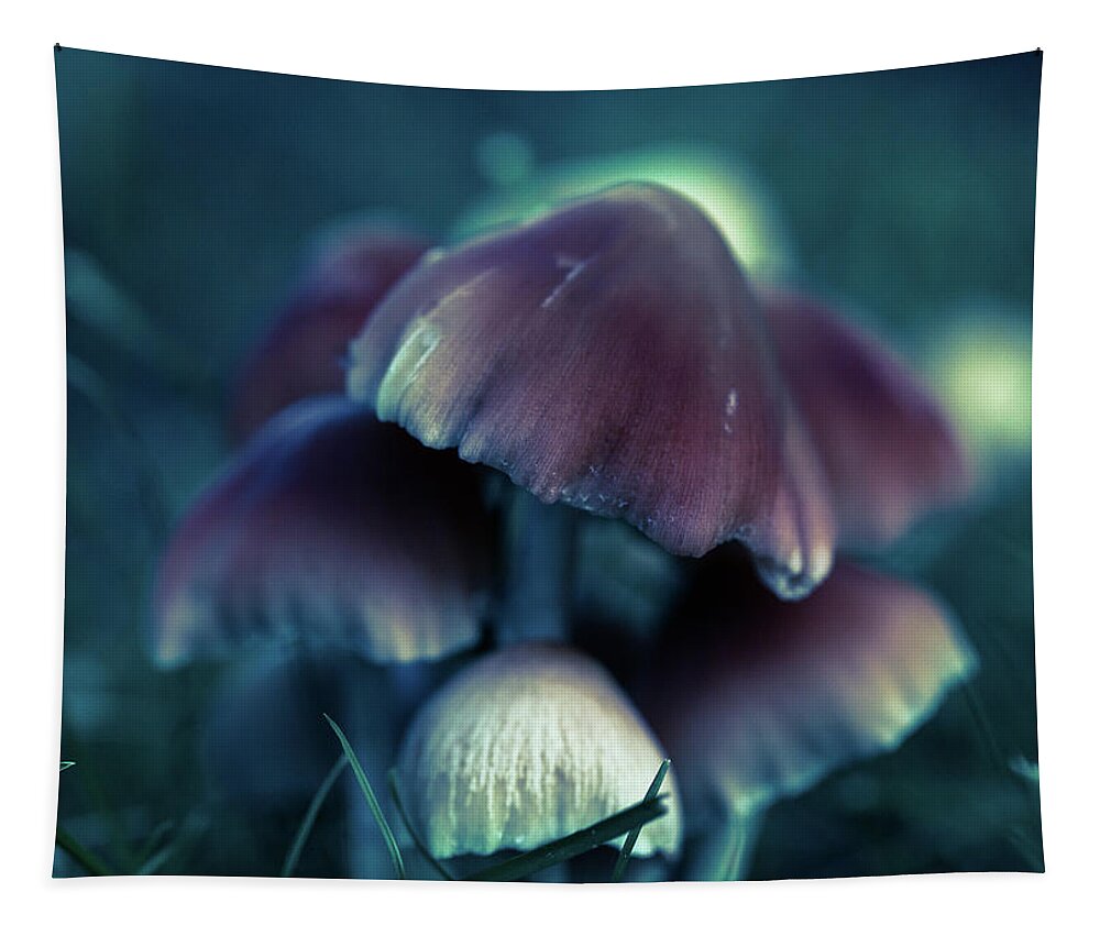 Plants Tapestry featuring the photograph Magic Mushrooms at Dusk by Amelia Pearn