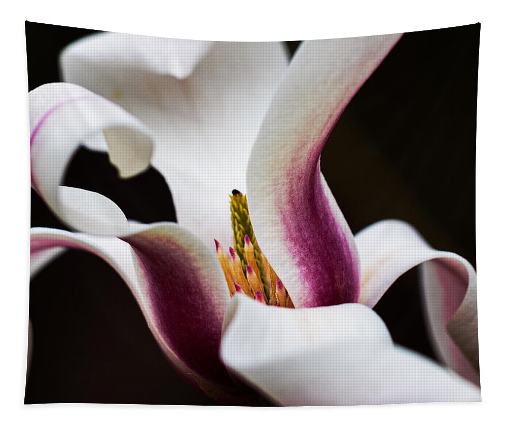 Magnolia Tapestry featuring the photograph Magnolia Bloom by Carrie Hannigan